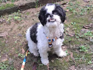 Cachorro raça Shih-tzu idade 1 ano nome Dara