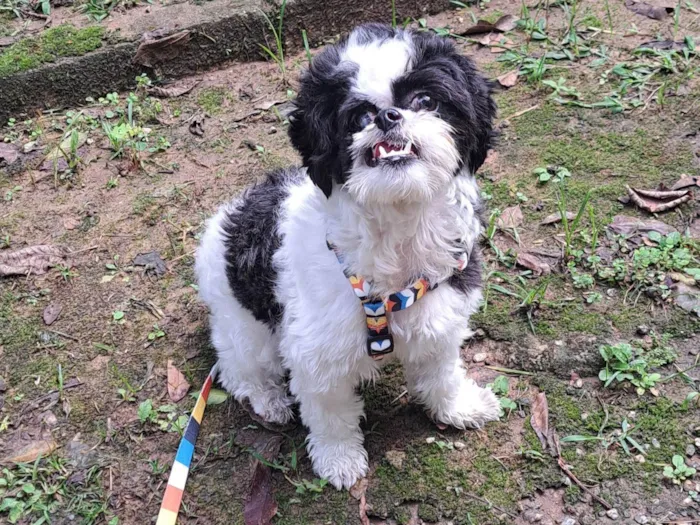 Cachorro ra a Shih-tzu idade 1 ano nome Dara