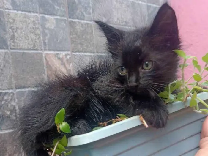 Gato ra a SRD-ViraLata idade Abaixo de 2 meses nome Pretinho