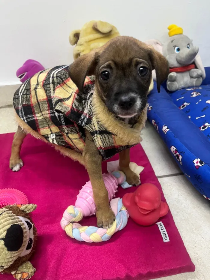 Cachorro ra a SRD-ViraLata idade 2 a 6 meses nome Fabiana