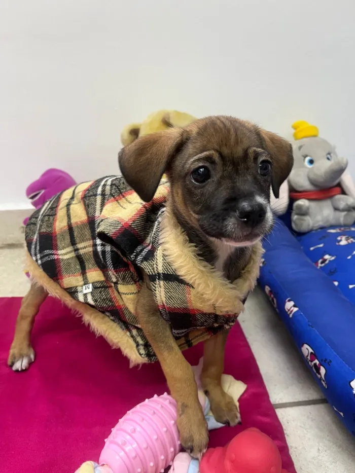 Cachorro ra a SRD-ViraLata idade 2 a 6 meses nome Fabiana