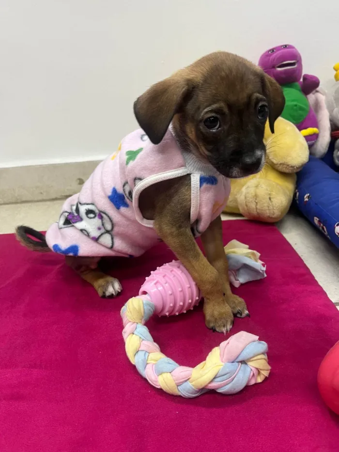 Cachorro ra a SRD-ViraLata idade 2 a 6 meses nome Fabiana