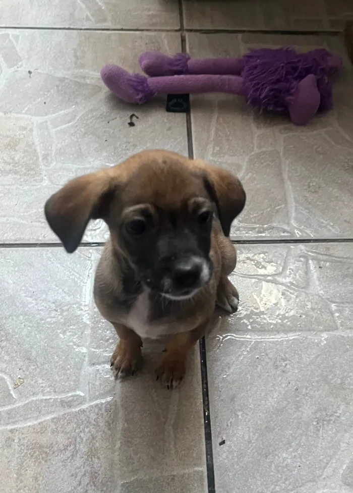 Cachorro ra a SRD-ViraLata idade 2 a 6 meses nome Fabiana