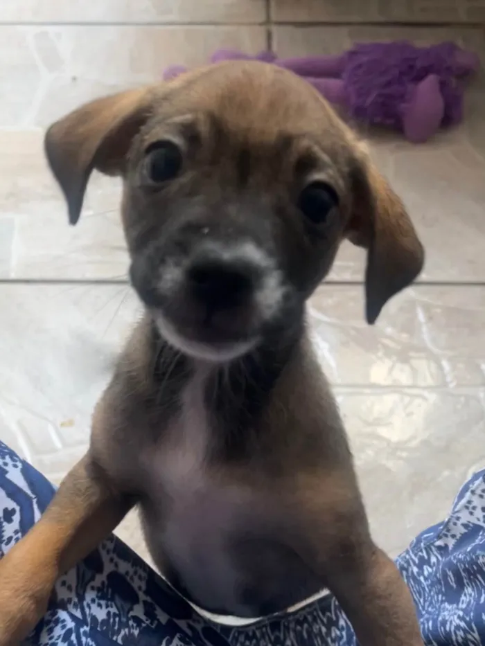 Cachorro ra a SRD-ViraLata idade 2 a 6 meses nome Fabiana