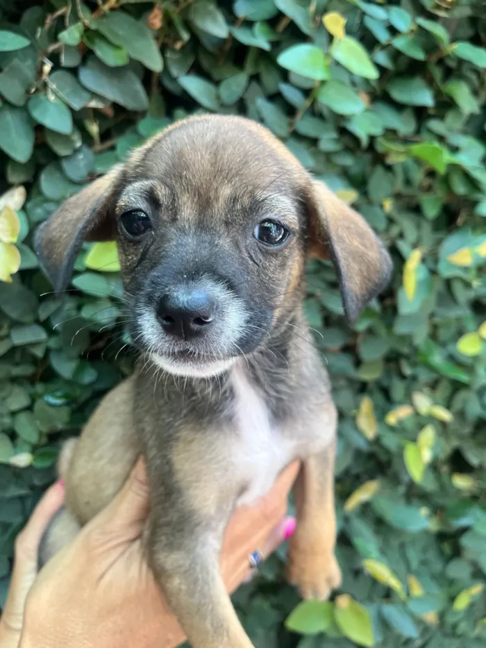Cachorro ra a SRD-ViraLata idade 2 a 6 meses nome Fabiana