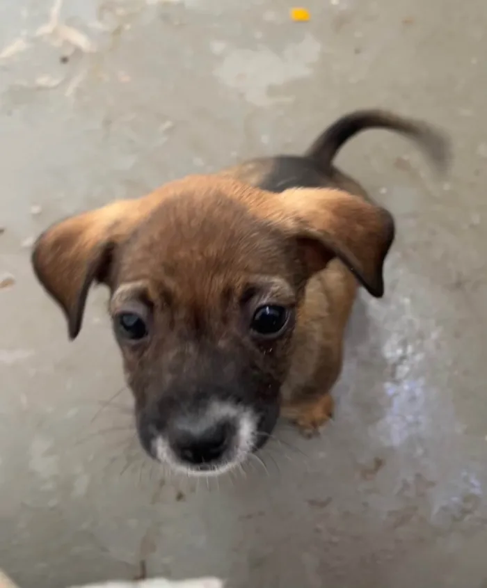 Cachorro ra a SRD-ViraLata idade 2 a 6 meses nome Fabiana