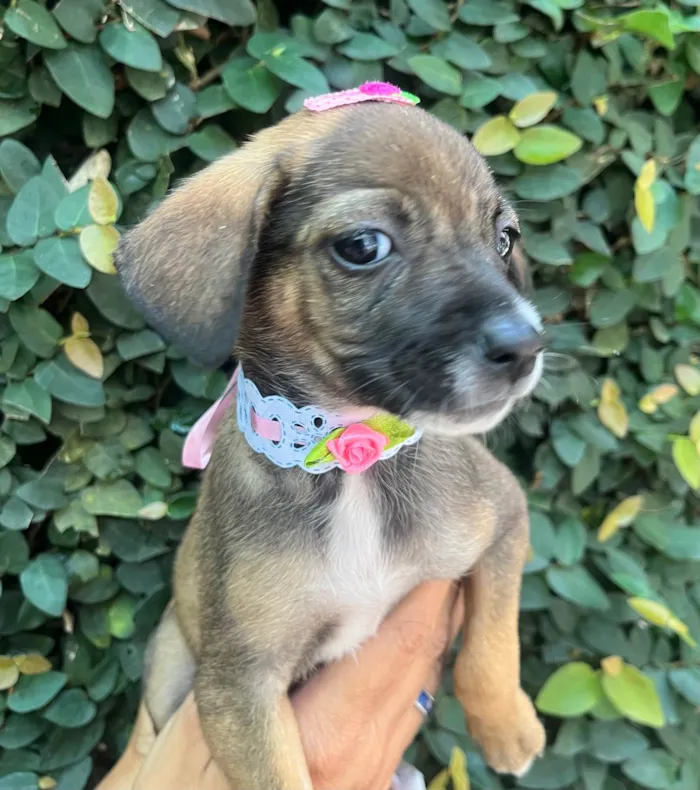 Cachorro ra a SRD-ViraLata idade 2 a 6 meses nome Fabiana