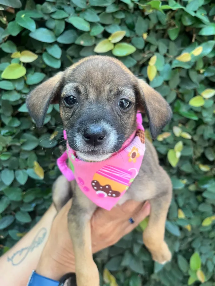 Cachorro ra a SRD-ViraLata idade 2 a 6 meses nome Fabiana