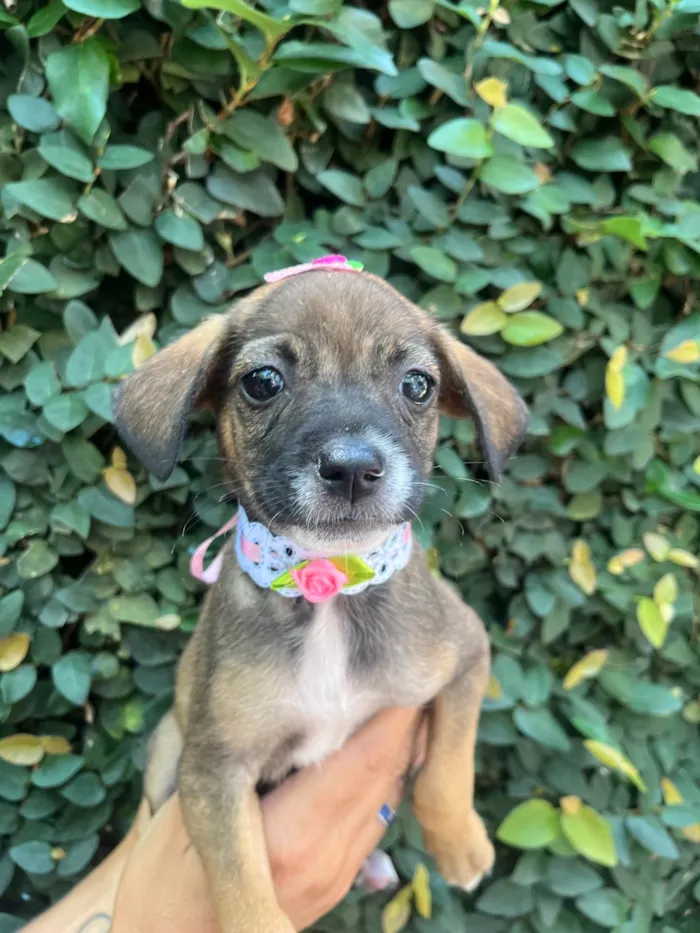 Cachorro ra a SRD-ViraLata idade 2 a 6 meses nome Fabiana