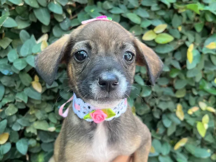 Cachorro ra a SRD-ViraLata idade 2 a 6 meses nome Fabiana