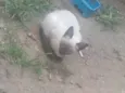 marrozinho