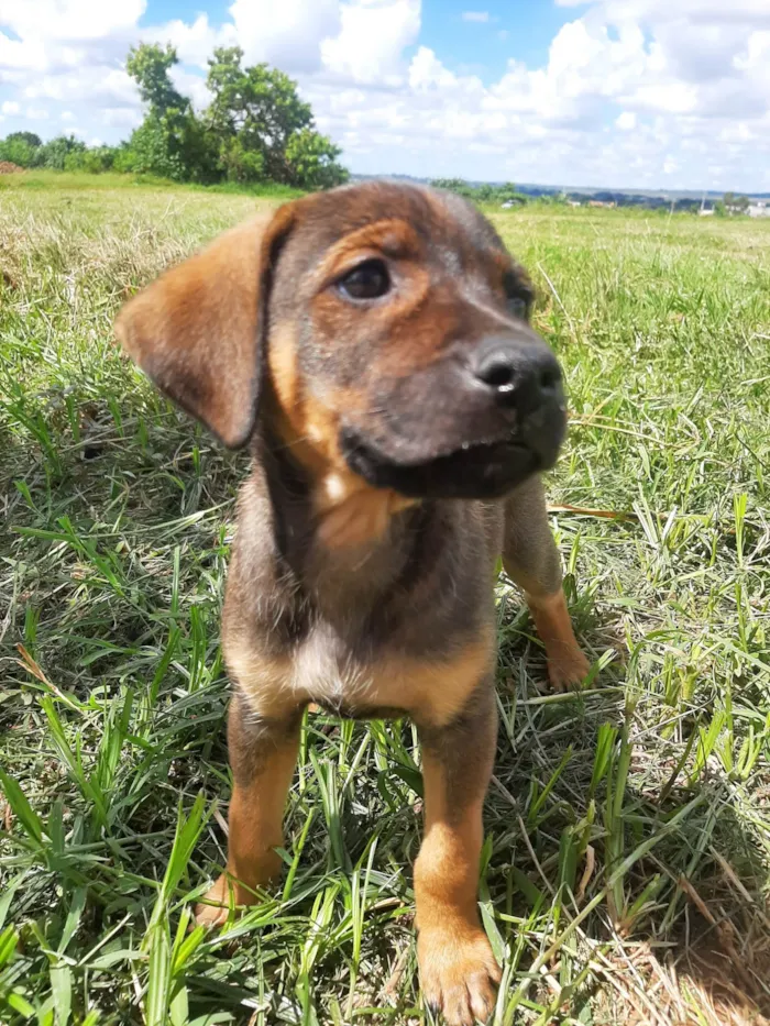 Cachorro ra a SRD-ViraLata idade 2 a 6 meses nome Amora