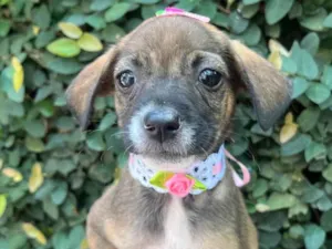 Cachorro raça SRD-ViraLata idade 2 a 6 meses nome Fabiana