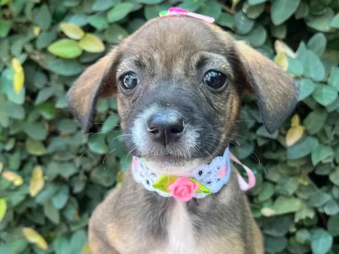 Cachorro ra a SRD-ViraLata idade 2 a 6 meses nome Fabiana