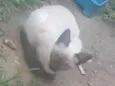 marrozinho