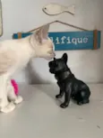 Pipoca