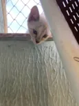 Pipoca