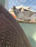 Pipoca