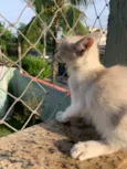 Pipoca