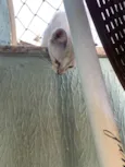 Pipoca