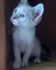 Pipoca
