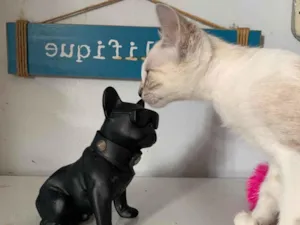 Gato raça SRD-ViraLata idade 2 a 6 meses nome Pipoca