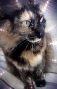 Menina uma gatinha belíssima