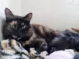 Menina uma gatinha belíssima