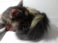 Menina uma gatinha belíssima