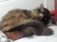 Menina uma gatinha belíssima