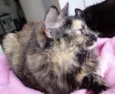 Menina uma gatinha belíssima