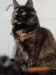 Menina uma gatinha belíssima