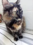Menina uma gatinha belíssima