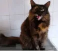 Menina uma gatinha belíssima
