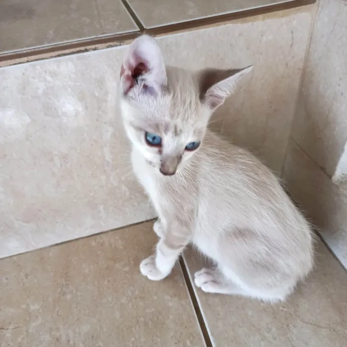 Gato ra a SRD-ViraLata idade 2 a 6 meses nome Suki  bb2meses Linda 