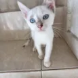 Suki bb2meses Linda