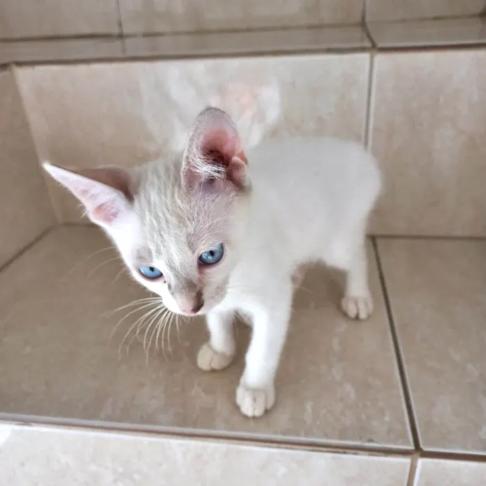 Gato ra a SRD-ViraLata idade 2 a 6 meses nome Suki  bb2meses Linda 