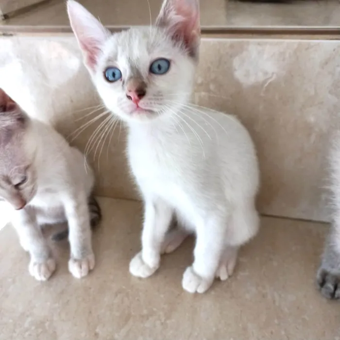 Gato ra a SRD-ViraLata idade 2 a 6 meses nome Suki  bb2meses Linda 