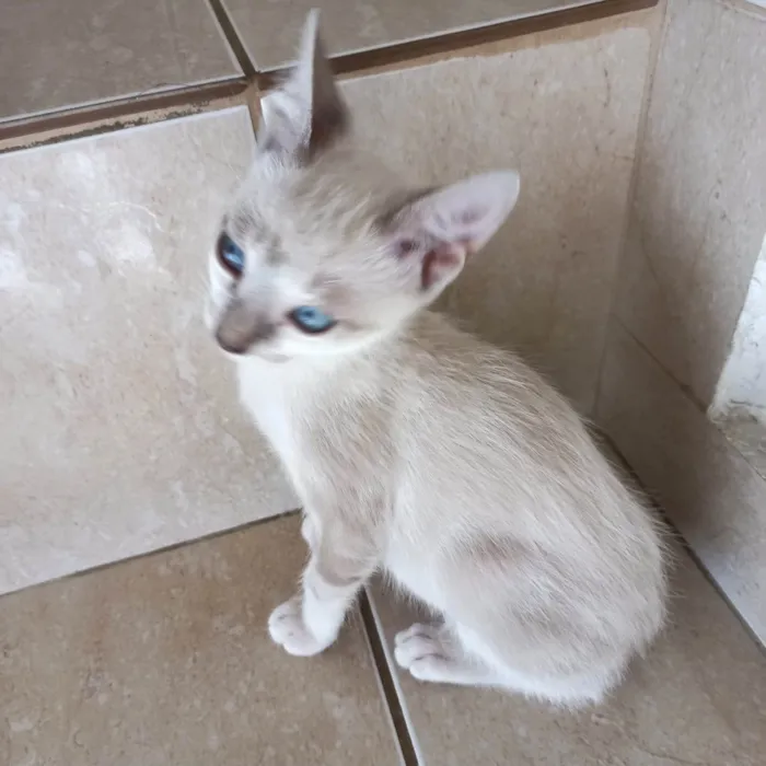Gato ra a SRD-ViraLata idade 2 a 6 meses nome Suki  bb2meses Linda 