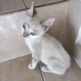 Suki bb2meses Linda
