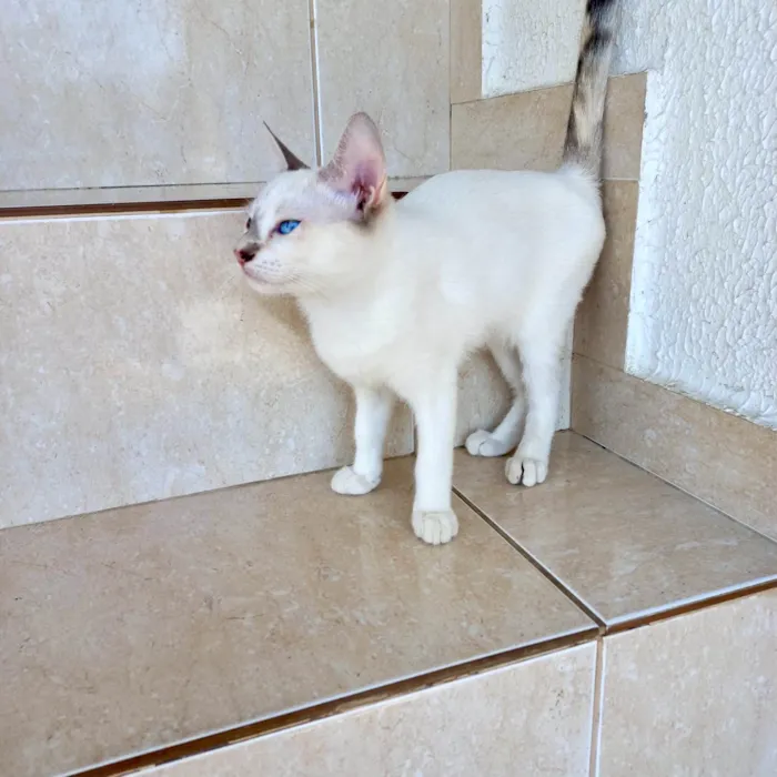 Gato ra a SRD-ViraLata idade 2 a 6 meses nome Suki  bb2meses Linda 