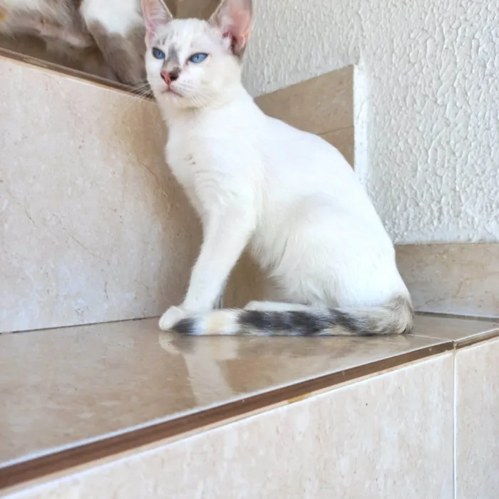 Gato ra a SRD-ViraLata idade 2 a 6 meses nome Suki  bb2meses Linda 