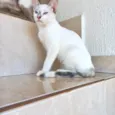 Suki bb2meses Linda