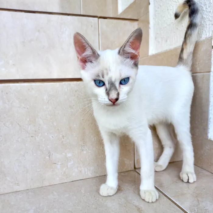 Gato ra a SRD-ViraLata idade 2 a 6 meses nome Suki  bb2meses Linda 