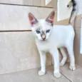 Suki bb2meses Linda