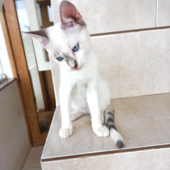 Gato ra a SRD-ViraLata idade 2 a 6 meses nome Suki  bb2meses Linda 