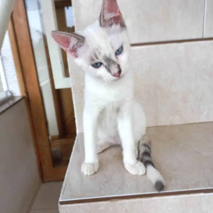 Gato ra a SRD-ViraLata idade 2 a 6 meses nome Suki  bb2meses Linda 