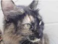 Menina uma gatinha belíssima
