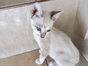 Gato raça SRD-ViraLata idade 2 a 6 meses nome Suki  bb2meses Linda 