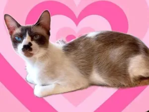 Gato raça SRD-ViraLata idade 7 a 11 meses nome Amanda bb9meses Linda 